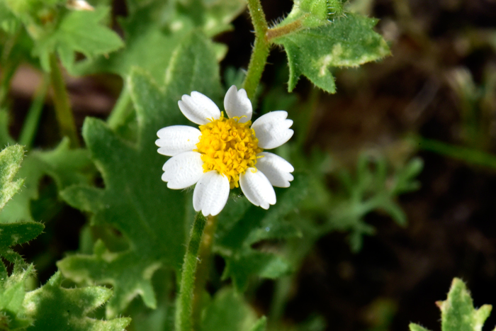 Emory's Rockdaisy relatively small but pretty white and yellow flowers. This species blooms from January or February to October and November, and with good rainfall may flower year-round. Perityle emoryi